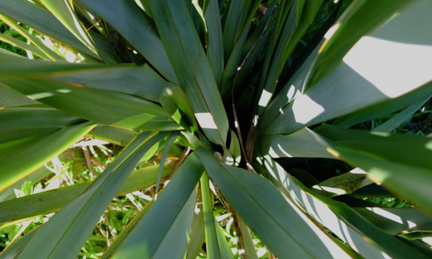 Nurture The Flax